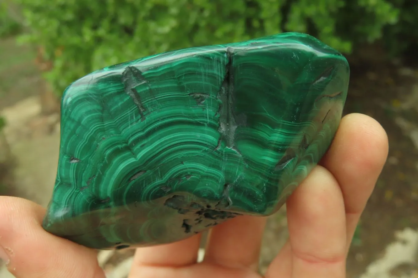 Polished Flower Banded Malachite Free Forms x 12 From Congo